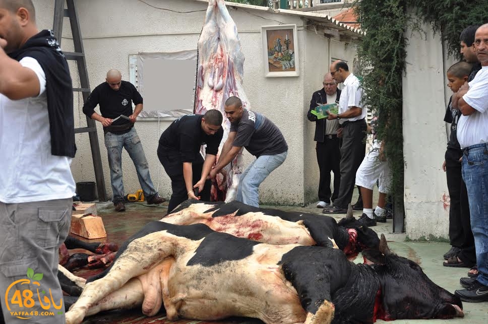 ada7auwqeqwy (2).jpg